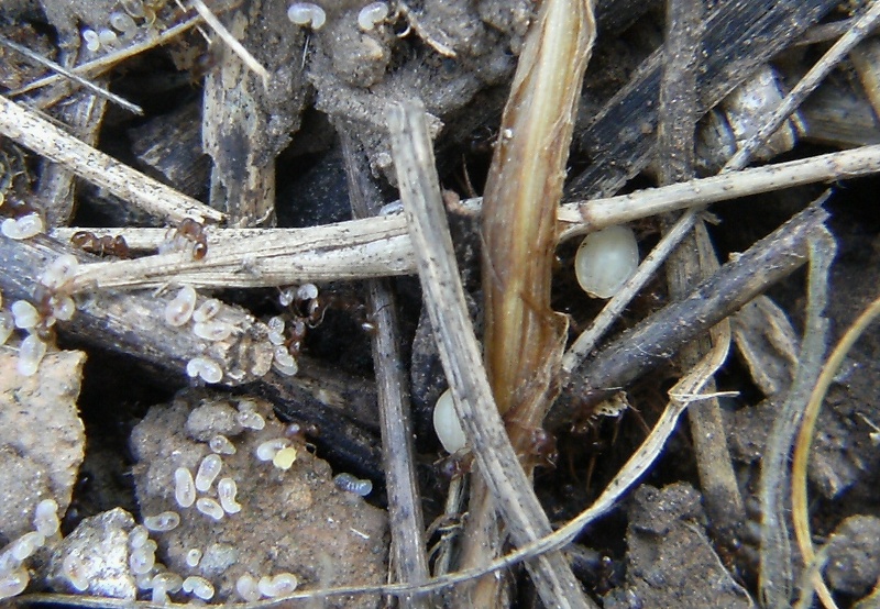 Omotteri allevati dalla formiche Pheidole sp.